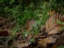 Pepitogalaxy - contenido de chat #127 - videoplayback-small - 16 de mayo de 2024