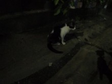 Bangkok, Tailandia. gatos nocturnos