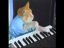 piano de gato