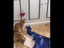 El coño juega durante el tiempo de Covid.